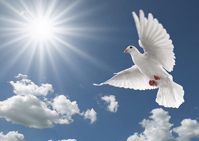A white dove in flight